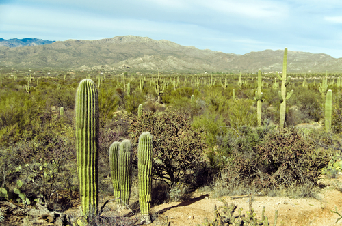 Lekárnička na cesty: Aké lieky si (ne) môžem zobrať do zahraničia kaktus