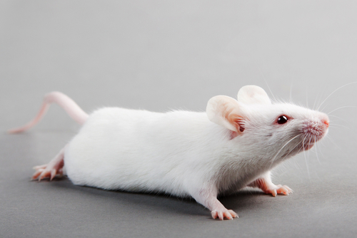 zažívacie problémy pokusy na myšiach