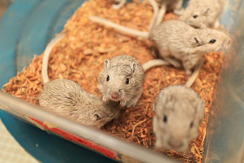 klinické skúšanie liekov testy na myšiach